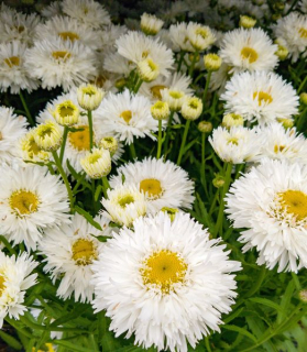 Leucanthemum maximum 'Ooh La La Spider'